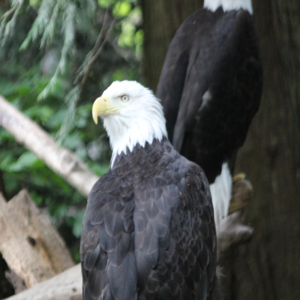 Pair of Eagles