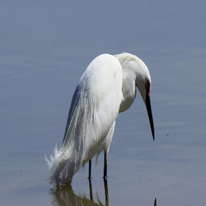 Still water Egret