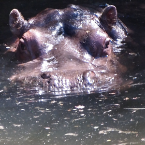 Hippopotamus