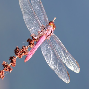 Red Dragonfly
