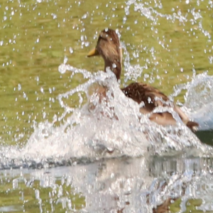 duck doing a splash down landing