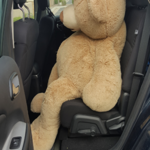 teddy bear in the back seat