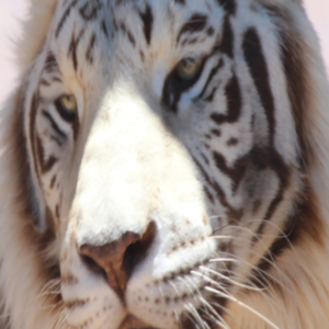white tiger