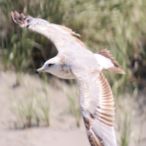 bird in flight