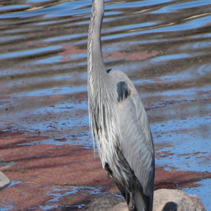 Blue Heron
