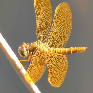 golden dragonfly
