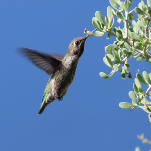 green hummingbird