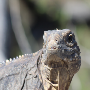 lizard