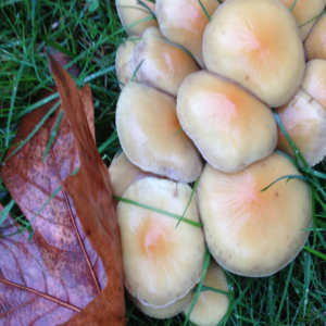 mushrooms
