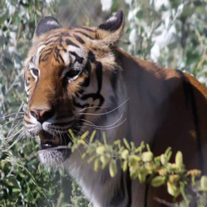 orange tiger