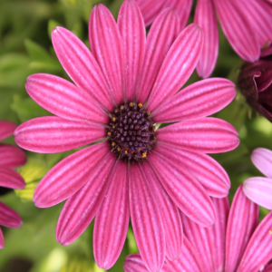 pinky daisy background