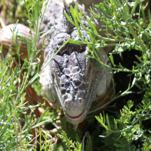 reptile