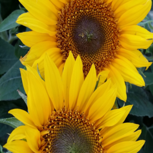 double sunflowers