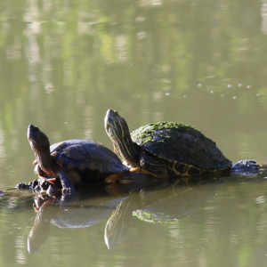 two turtles sunbathing on a log