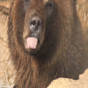 bear giving a raspberry