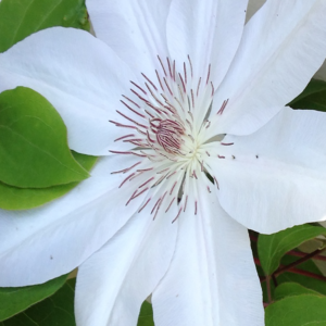 white clematis