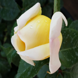 Yellow Rose